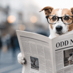 Odd News